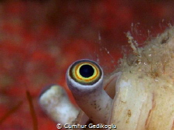 Strombus persicus
Cross-eyed snail in a conus by Cumhur Gedikoglu 